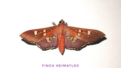 Phostria temira