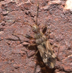 Neopamera albocincta