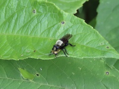 Laphria virginica