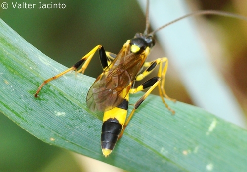 Toothed Tiger Ichneumon