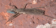 Pygolampis pectoralis