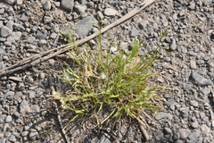 Poa supina