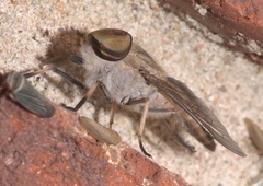 Tabanus lineola
