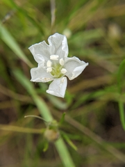 Stylisma pickeringii