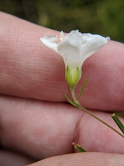 Stylisma pickeringii