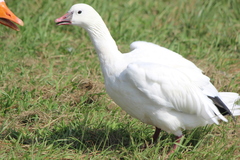 Anser caerulescens × rossii