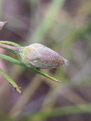 Stylisma pickeringii