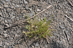 Poa supina