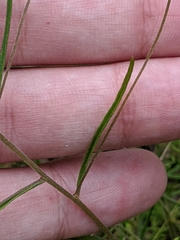 Stylisma pickeringii