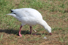 Anser caerulescens × rossii