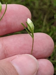 Stylisma pickeringii