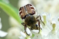 Trichiotinus affinis