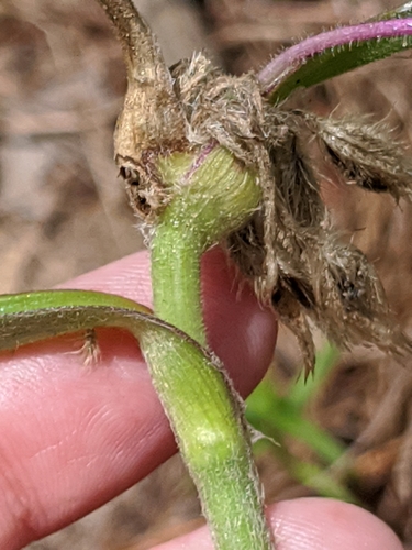 Image of Tradescantia reverchonii by (c) Alison Northup, some rights reserved (CC BY)