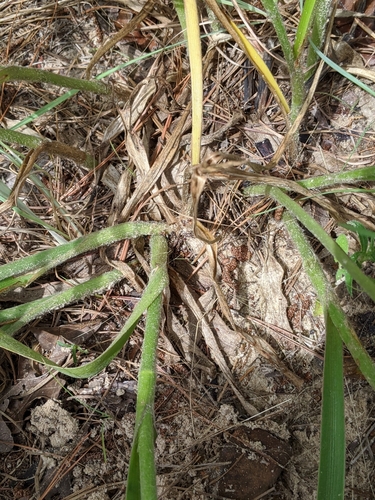 Image of Tradescantia reverchonii by (c) Alison Northup, some rights reserved (CC BY)