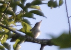 Vireo gilvus