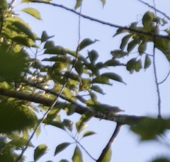 Vireo gilvus