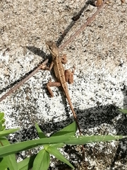 Sitana