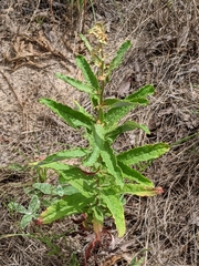 Eriogonum multiflorum