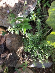 Leucospora multifida