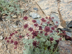 Lomatium cuspidatum