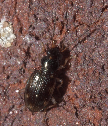 Bembidion affine photo 3