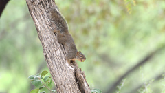 Sciurus niger limitis