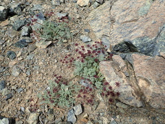 Lomatium cuspidatum