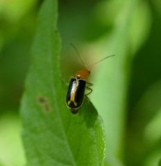 Cyclotrypema furcata
