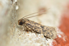 Cephitinea obscurostrigella