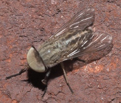 Tabanus lineola