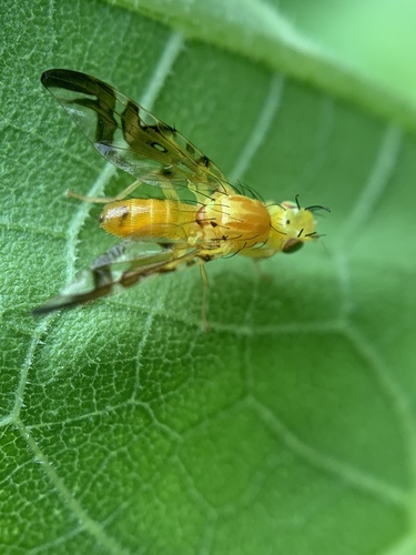 Sunflower Maggot Fly photo 2