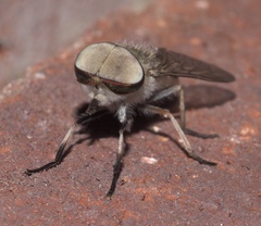 Tabanus lineola