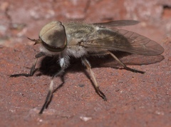 Tabanus lineola