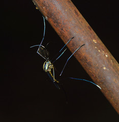 Toxorhynchites rutilus septentrionalis