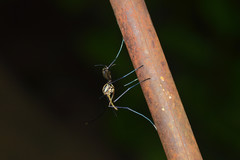 Toxorhynchites rutilus septentrionalis