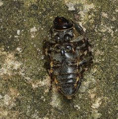 Aegomorphus quadrigibbus