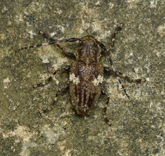 Aegomorphus quadrigibbus