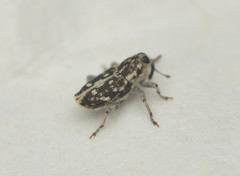 Cylindrocopturus adspersus