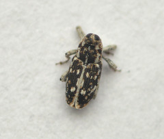 Cylindrocopturus adspersus