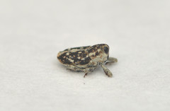Cylindrocopturus adspersus