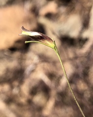 Cordylanthus tenuis brunneus