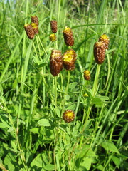 Trifolium spadiceum