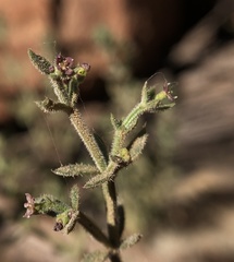Galium bolanderi