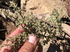 Galium bolanderi