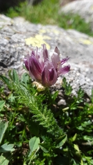 Trifolium parryi
