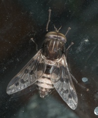 Tabanus venustus