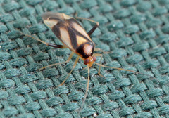 Neolygus vitticollis