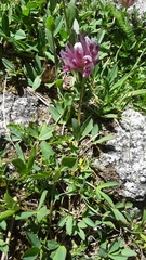 Trifolium parryi