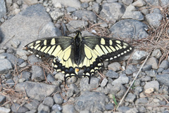 Papilio machaon
