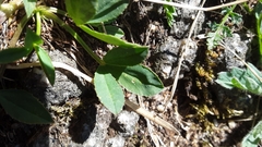 Trifolium parryi